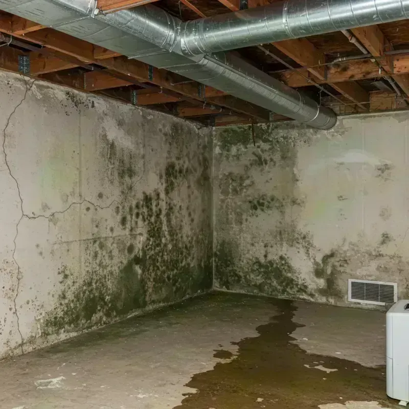 Professional Mold Removal in Gerald, MO